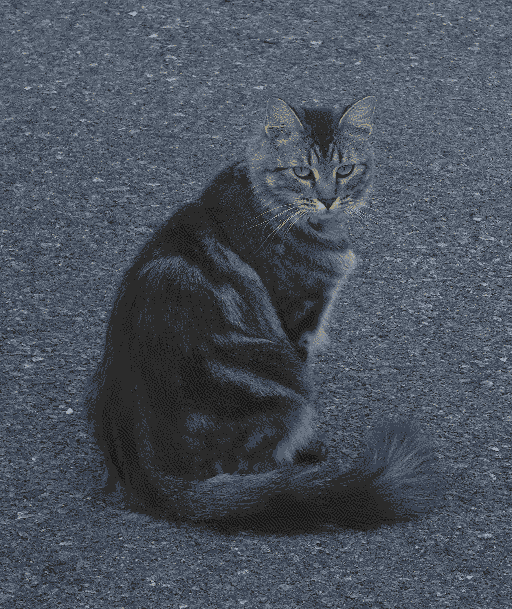 photo of a tortoiseshell cat